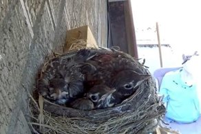 Во время прямой трансляция ястреб похитил птенцов зарянки из гнезда