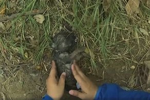 Вьетнамец спас наглотавшегося в реке воды щенка, сделав ему вентиляцию лёгких бутылкой