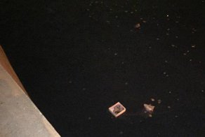 Петербуржец прыгнул в ледяную воду, чтобы вытащить крошечных котят