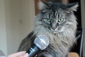 Ирландская кошка сама рассказала хозяйке о самом главном