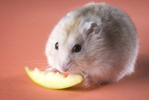 Ученые объяснили, как есть и не толстеть