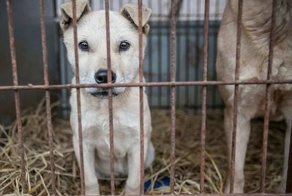Защитники животных спасли 170 собак от убоя в Южной Корее