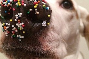 Собаки, которые точно этого не делали!