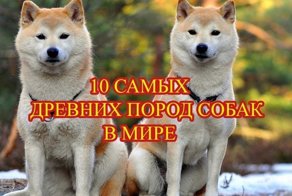 Самые древние породы собак