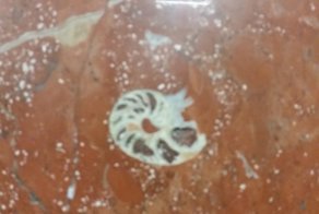 Метро - как машина времени. Посланцы прошлых геологических эпох в Московском Метро