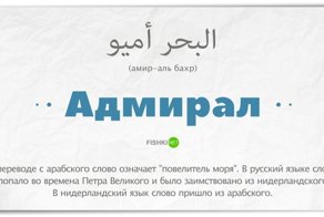 15 слов, которые на самом деле заимствованы из арабского
