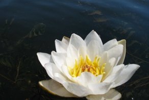 Водяная лилия, белая кувшинка, Nymphaea candida. Солнца Вам в ленту