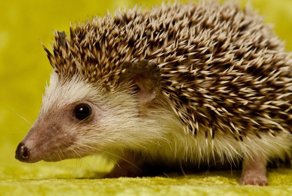 Лучше быть ёжиком в Германии, чем человеком — в России