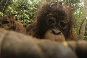 Орангутан нашел в лесу спрятанную камеру и начал делать селфи