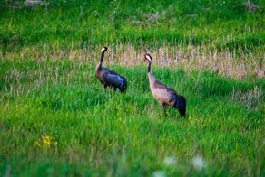 Живность по дороге