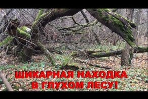 Неожиданная находка в глухом лесу!