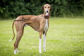 Самые редкие в мире породы собак