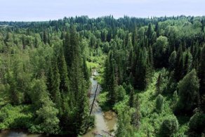 Природа Тайги