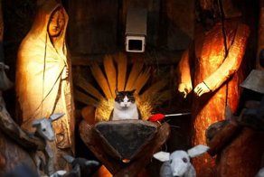 25 кошек, идеально вписавшихся в рождественский вертеп