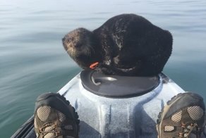 "Пруф или не было": невероятные моменты, которые удалось заснять на камеру