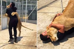 Любовь львицы к своёму спасителю безгранична