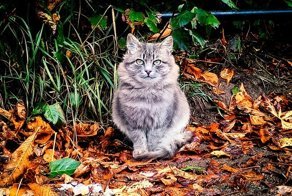 Котская жизнь