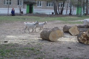 Когда сталкиваются город и деревня: сельская живность на городских улицах