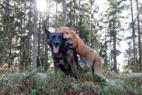 Пес начал каждый день бегать в лес. Хозяин решил узнать, в чем дело