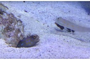 Пакостливая рыба мешает другой рыбе вырыть укрытие