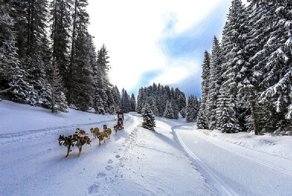 "Большая Одиссея" - самая захватывающая собачья гонка Европы!