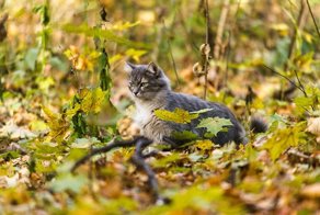 Котская жизнь.Часть 2