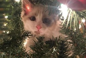 Эти коты подарят вам добрую порцию новогоднего настроения!