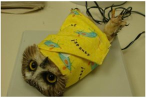 Приходи ко мне лечиться и корова, и волчица! Пост о буднях ветеринарных врачей