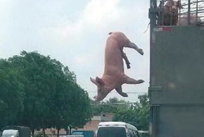 Отчаянный поросенок выпрыгнул на ходу из грузовика и это полностью изменило его жизнь