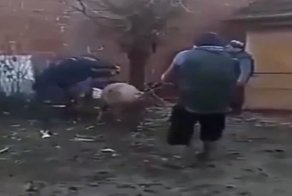 Забой свиньи пошел не по плану
