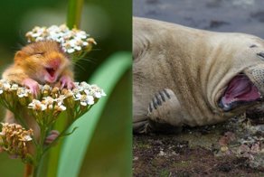 20 лучших снимков конкурса Comedy Wildlife Photography Awards 2017