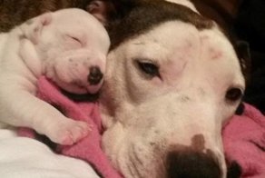 Истощенную и раненую собаку выбросили у дверей клиники. Но ей необходимо было выжить!