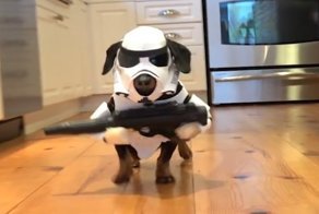 Звездные войны по-собачьи: такса в костюме штурмовика 