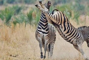 Битва зебр за место у питьевого источника