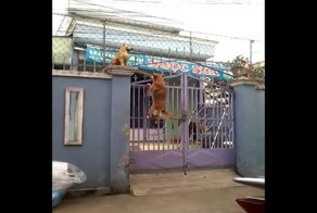 Пёс-альпинист покоряет высокие металлические ворота