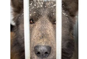 Челябинский приют ищет дом для собаки-медведя
