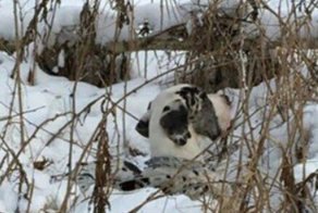 Привязали к дереву и бросили умирать: тюменцы спасли дога, которого хозяева оставили в лесу