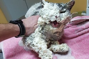 Кошка в Благовещенске вляпалась в монтажную пену и превратилась в статую