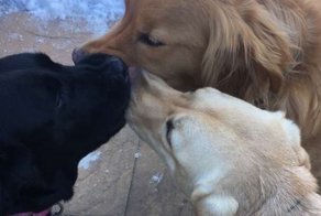 Лучшие собаки Твиттера-2017