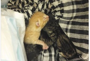 "Плывет коробка с котятами": парень бросился спасать в ледяную реку