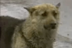 «ЖИВАЯ легенда» тольятти. Верный пес ждал у дороги целых 7 лет!