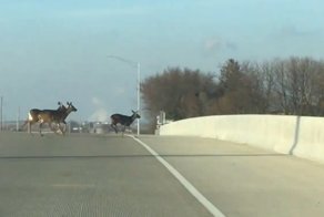 Семейная пара из США сняла массовое самоубийство оленей