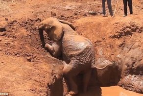 Все хорошо, что хорошо кончается: спасение слона, застрявшего в яме