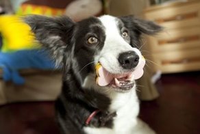 Новый Год 2018 по китайскому гороскопу - год Собаки