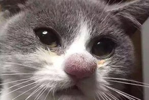 Бедняжки! Коты и кошки, покусанные пчелами