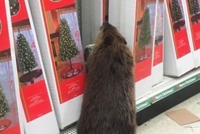 Бобёр пришёл в магазин за ёлкой