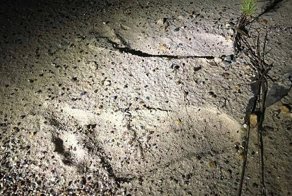 В Австралии снова ищут снежного человека