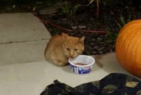 Кот, которому каждый шаг давался с болью, пришел к людям за помощью