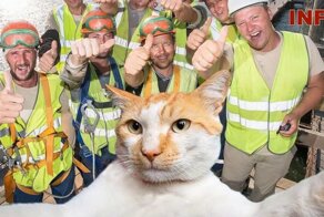 "Главный надзиратель" стройки века кот Мостик пройдет в Крым по Керченскому мосту