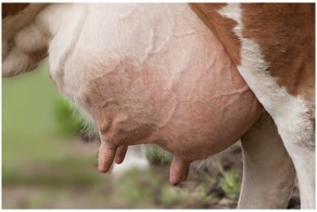 Что такое спермацет и еще несколько ответов на вопрос - как это образуется